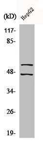 Western Blot analysis of HepG2 cells using Phospho-JNK1/2/3 (Y185) Polyclonal Antibody