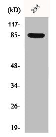 Western Blot analysis of 293 cells using Phospho-Cortactin (Y466) Polyclonal Antibody