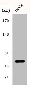 Phospho-PRKCD (S645) Antibody – Figure 1 of 2