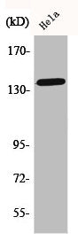 Western Blot analysis of HeLa cells using Phospho-Amyloid-β (T743) Polyclonal Antibody