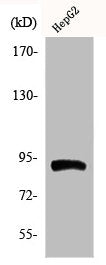 Western Blot analysis of HepG2 cells using Phospho-HSP90β (S254) Polyclonal Antibody