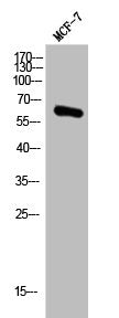 Phospho-AKT1 (S473) Antibody – Figure 1 of 2