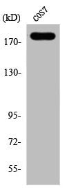 Western Blot analysis of COS7 cells using Phospho-Neu (Y1221/Y1222) Polyclonal Antibody