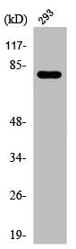 Western Blot analysis of 293 cells using Phospho-Caldesmon (S789) Polyclonal Antibody
