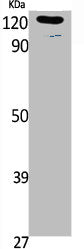 Western Blot analysis of K562, cells using Phospho-Ob-R (Y1141) Polyclonal Antibody
