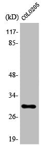 Western Blot analysis of COLO205 cells using 14-3-3 ζ Polyclonal Antibody