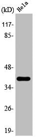 Western Blot analysis of Hela cells using 3β-HSD7 Polyclonal Antibody