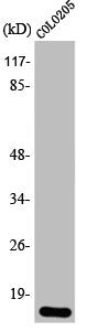 EIF4EBP1 Antibody – Figure 1 of 1