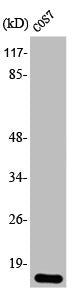 EIF4EBP1 Antibody – Figure 1 of 1