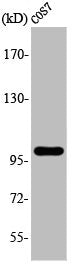 Western Blot analysis of COS7 cells using AAK1 Polyclonal Antibody