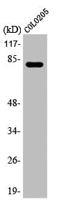 Western Blot analysis of COLO205 cells using ABCB10 Polyclonal Antibody