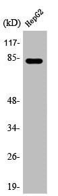 Western Blot analysis of HepG2 cells using ABCB7 Polyclonal Antibody