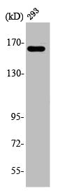 Western Blot analysis of HuvEc cells using ABCC12 Polyclonal Antibody