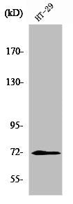 Western Blot analysis of HT29 cells using ABCG2 Polyclonal Antibody