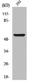 ABI1 Antibody – Figure 1 of 2