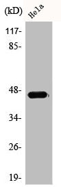 Western Blot analysis of COLO205 cells using ACOT4 Polyclonal Antibody