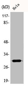Western Blot analysis of HeLa cells using Acrp30 Polyclonal Antibody