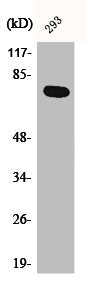 Western Blot analysis of 293 cells using Actinin-α1/2/3/4 Polyclonal Antibody
