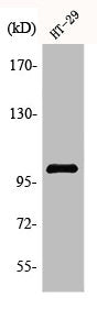 Western Blot analysis of HT29 cells using Actinin-α3 Polyclonal Antibody