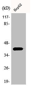 Western Blot analysis of A549 cells using Actin-κ Polyclonal Antibody
