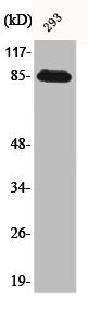 Western Blot analysis of 293 cells using ADAM32 Polyclonal Antibody