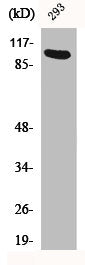 Western Blot analysis of 293 cells using Ah Receptor Polyclonal Antibody