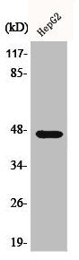Western Blot analysis of COLO205 cells using AKAP 79 Polyclonal Antibody
