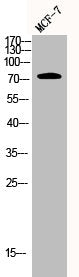 Western Blot analysis of MCF7 cells using AKAP 95 Polyclonal Antibody