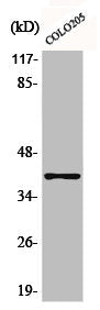 Western Blot analysis of NIH-3T3 cells using AKR1A1 Polyclonal Antibody