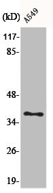 Western Blot analysis of A549 cells using AKR1CL2 Polyclonal Antibody