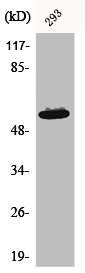 AKT1 Antibody – Figure 1 of 5