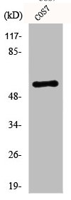 AKT1 Antibody – Figure 1 of 2