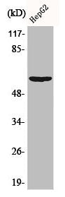 AKT1 Antibody – Figure 1 of 1