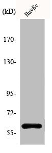 AKT1 Antibody – Figure 1 of 3