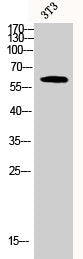 AKT2 Antibody – Figure 1 of 2