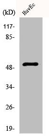 Western Blot analysis of HuvEc cells using ALDH3B1 Polyclonal Antibody