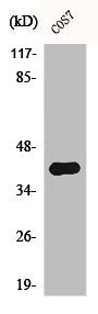 Western Blot analysis of COS7 cells using AMID Polyclonal Antibody