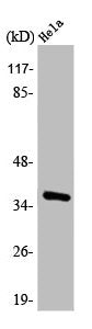 Western Blot analysis of HeLa cells using Annexin II Polyclonal Antibody