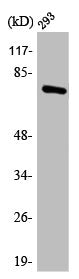 Western Blot analysis of 293 cells using Annexin VI Polyclonal Antibody