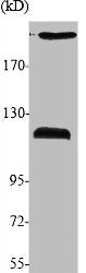 Western Blot analysis of various cells using APC1 Polyclonal Antibody