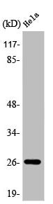 Western Blot analysis of COLO205 cells using APRIL Polyclonal Antibody