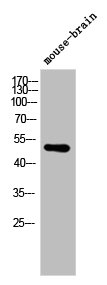 Western Blot analysis of mouse-brain cells using ARMCX1 Polyclonal Antibody