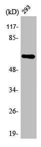 Western Blot analysis of 293 cells using ARMCX2 Polyclonal Antibody