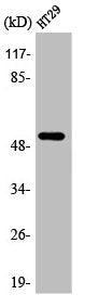 Western Blot analysis of HT29 cells using AR-β1 Polyclonal Antibody