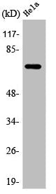 Western Blot analysis of HeLa cells using AR-β2 Polyclonal Antibody