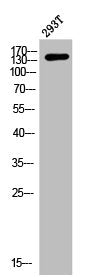 MAP3K5 Antibody – Figure 1 of 2