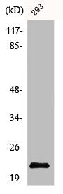 Western Blot analysis of 293 cells using Bad Polyclonal Antibody
