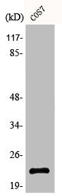 Western Blot analysis of COS7 cells using Bad Polyclonal Antibody