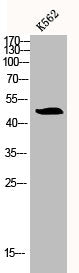 Western Blot analysis of K562 cells using Bag-4 Polyclonal Antibody