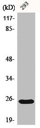 Western Blot analysis of 293 cells using Bak Polyclonal Antibody